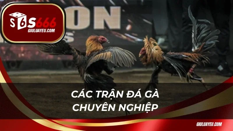 Các trận đá gà chuyên nghiệp và quy mô lớn