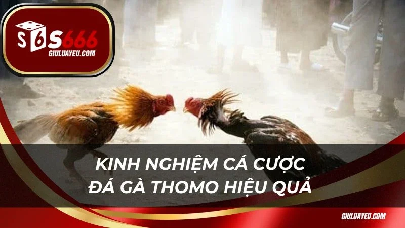 Kinh nghiệm cá cược đá gà Thomo hiệu quả cao