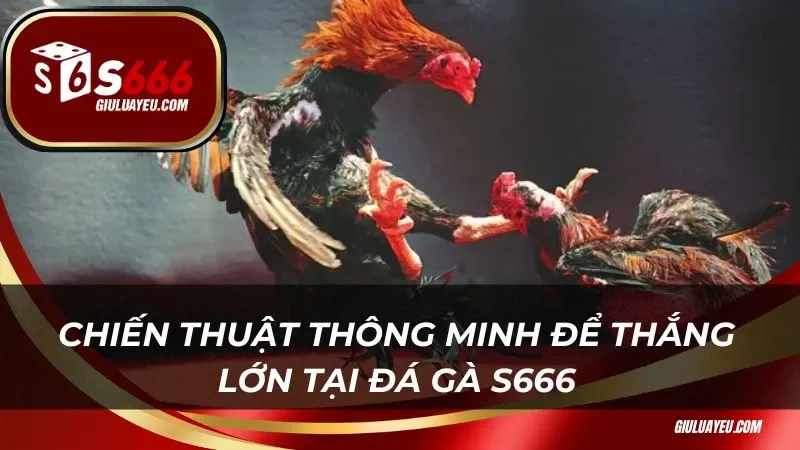 Chiến thuật thông minh để thắng lớn tại đá gà S666