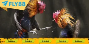 1 da ga thomo la dia diem to chuc vo so tran chien hap dan