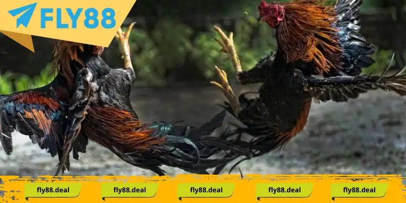 Đòn đá gà mã thương mang lại ưu điểm vượt trội tạo sự bất ngờ thích thú